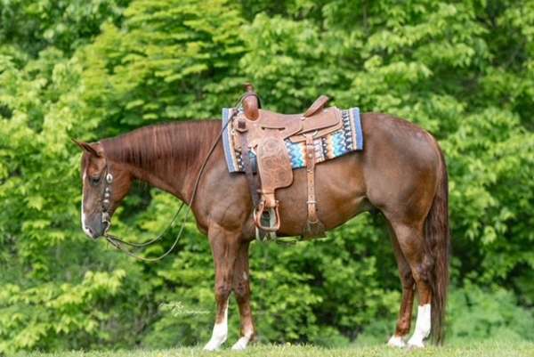 ranch-quarter-horse