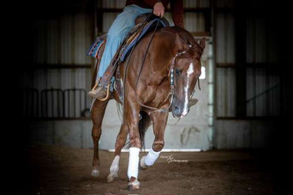 ranch-work-quarter-horse