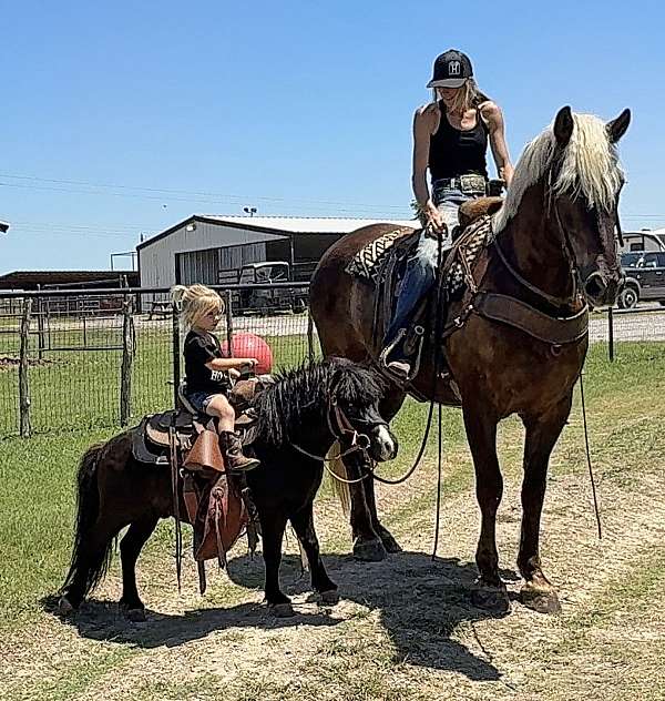 silb-all-around-horse