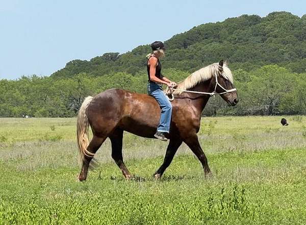 silb-ranch-horse