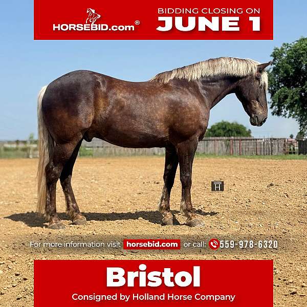 silb-draft-gelding