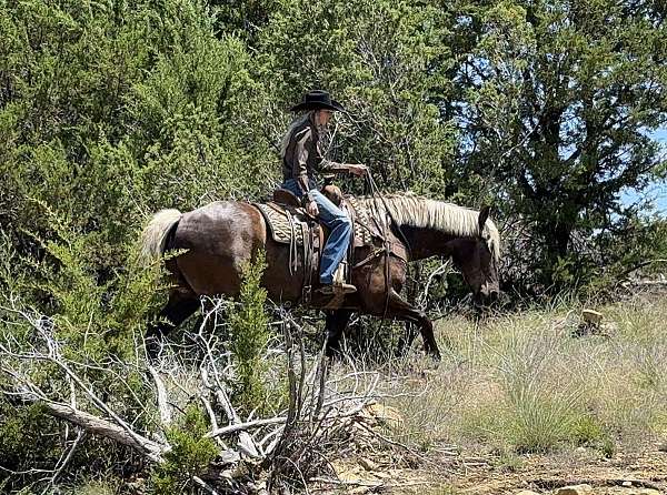 16-hand-silb-horse