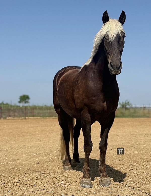 all-around-draft-horse