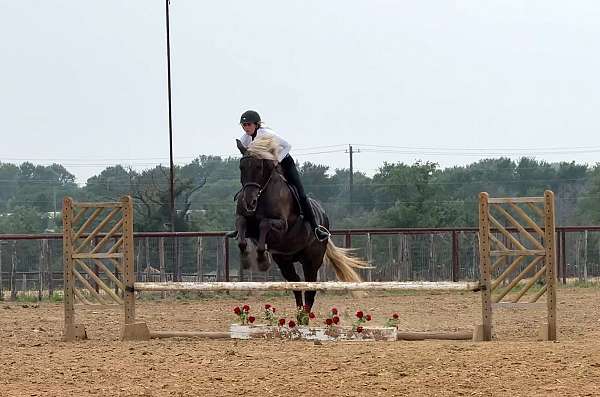 athletic-draft-horse