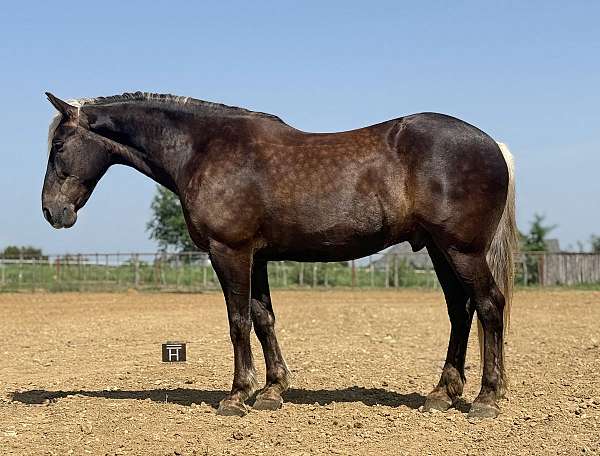draft-horse