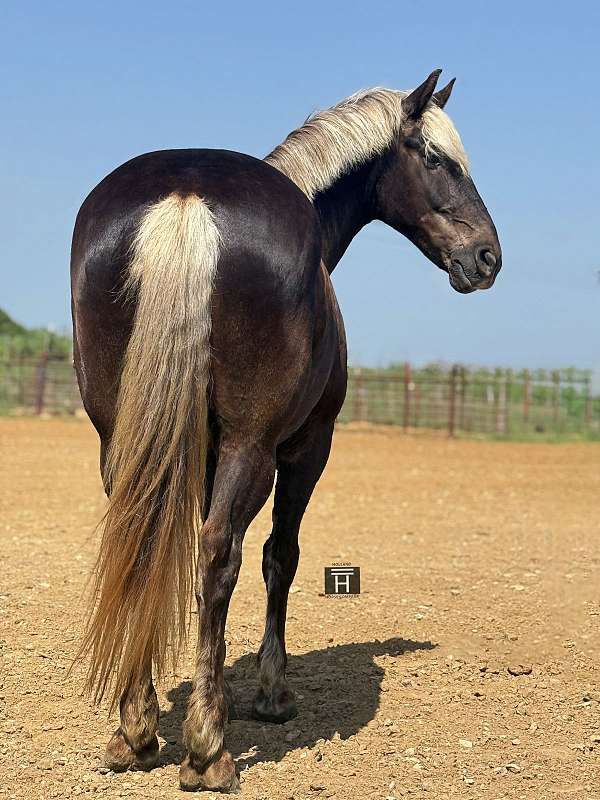 flashy-draft-horse
