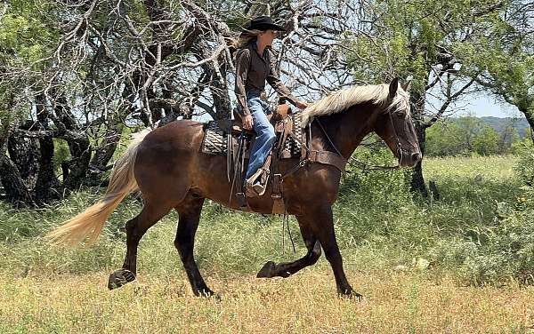 ranch-draft-horse