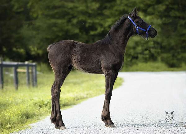 hugo-friesian-horse