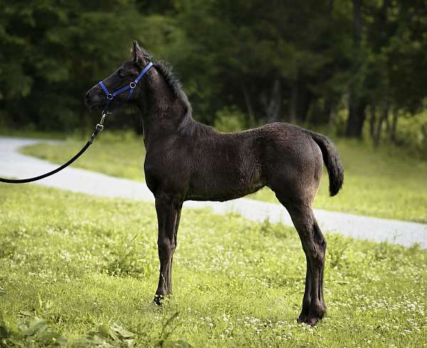 learns-quickly-friesian-horse