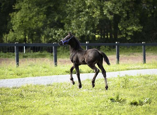 travel-friesian-horse