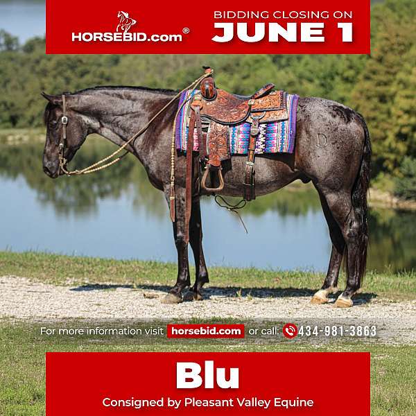 all-around-quarter-horse