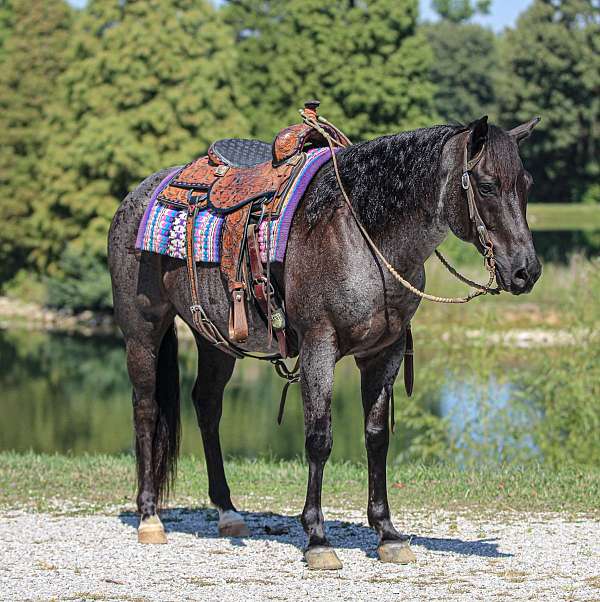 athletic-quarter-horse