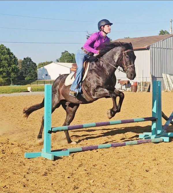 beginner-quarter-horse