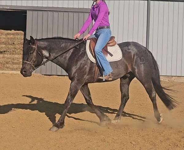 flashy-quarter-horse