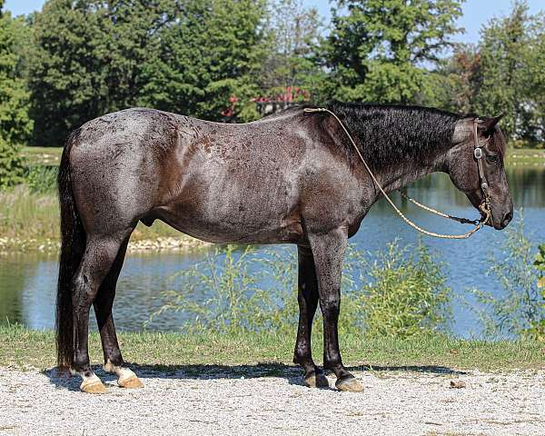 husband-safe-quarter-horse