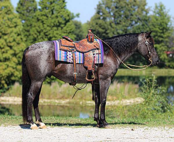 jumping-quarter-horse