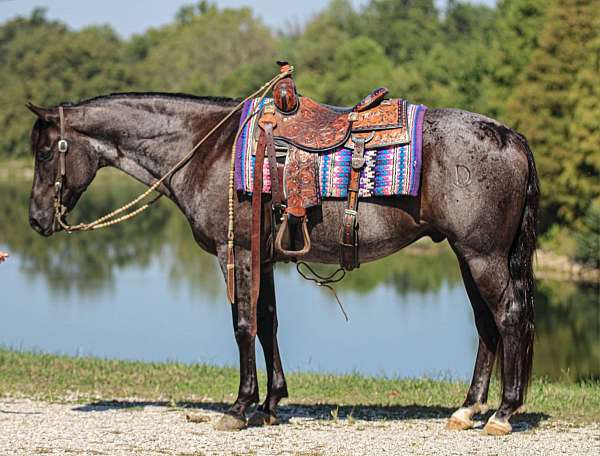 kid-safe-quarter-horse