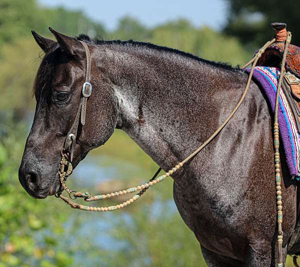 lesson-quarter-horse
