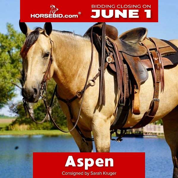 all-around-quarter-horse