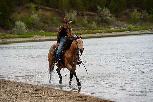 athletic-quarter-horse