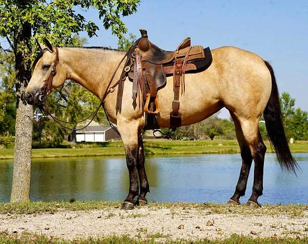 husband-safe-quarter-horse
