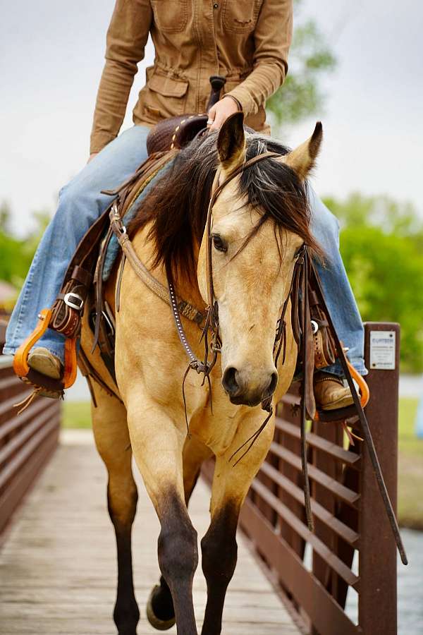 performance-quarter-horse
