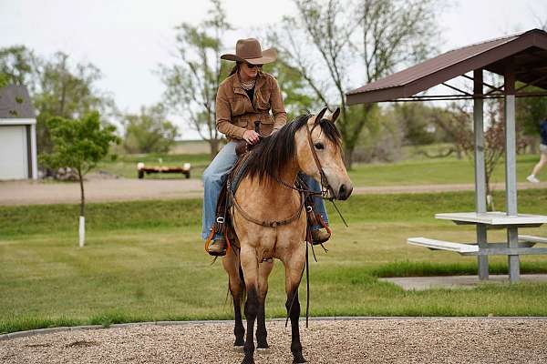 ranch-versatility-quarter-horse