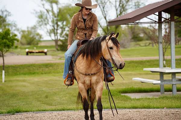 ranch-work-quarter-horse