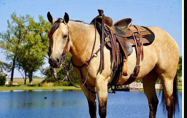 trail-quarter-horse
