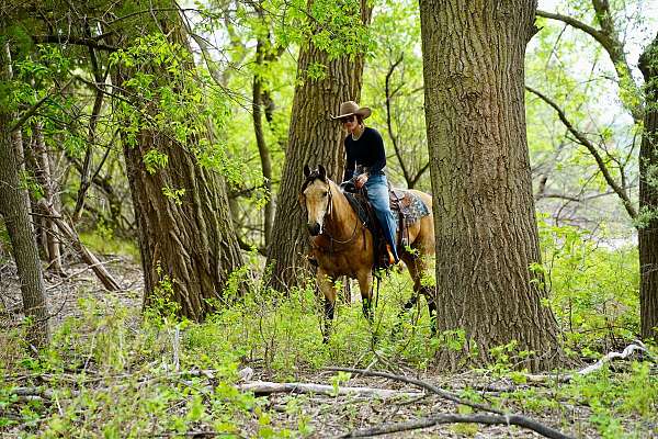 show-quarter-horse