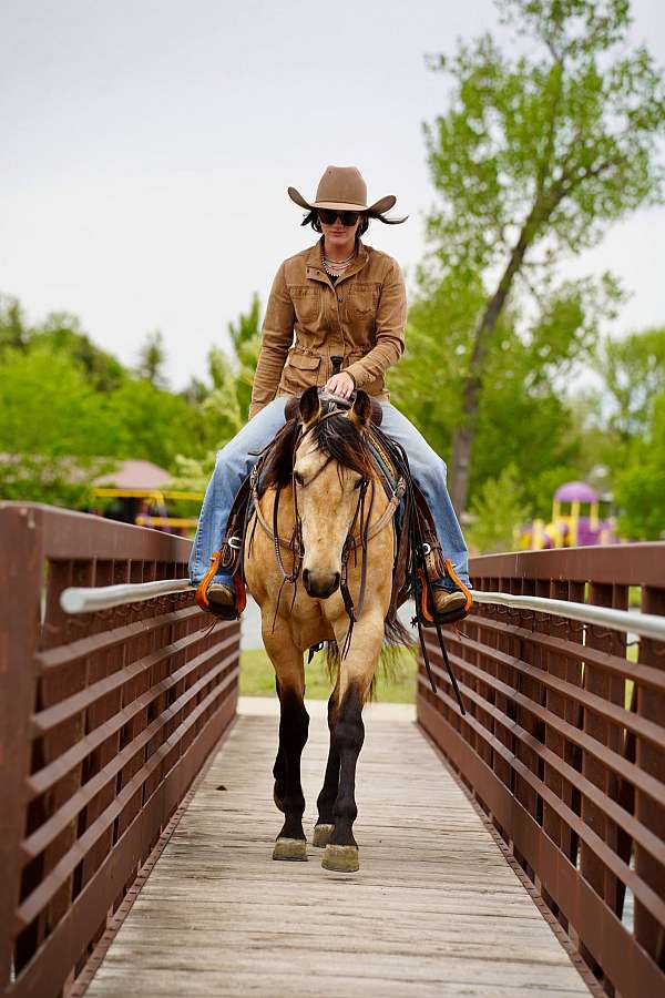 western-riding-quarter-horse