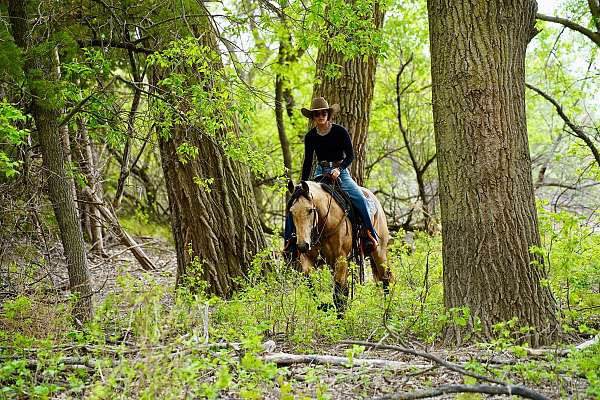 working-cattle-quarter-horse