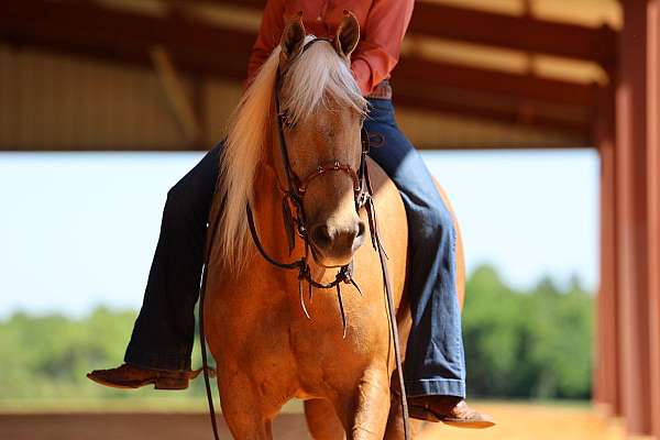 gun-safe-missouri-fox-trotter-horse