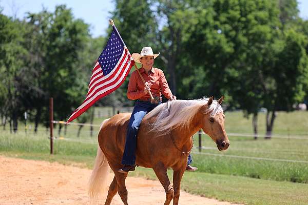 no-spook-missouri-fox-trotter-horse