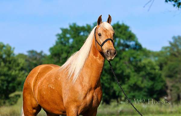 dream-horse-missouri-fox-trotter