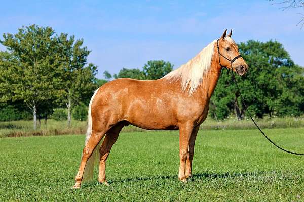 gaited-trail-horse-missouri-fox-trotter