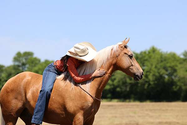novice-rider-missouri-fox-trotter-horse