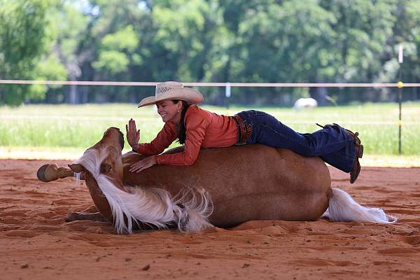 lessons-horse-missouri-fox-trotter