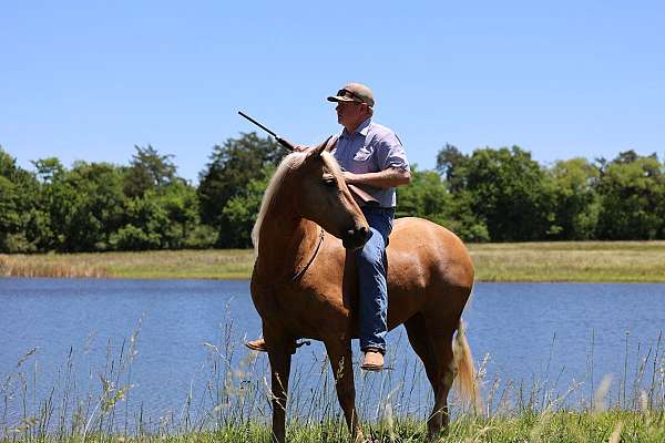 trail-horse-missouri-fox-trotter