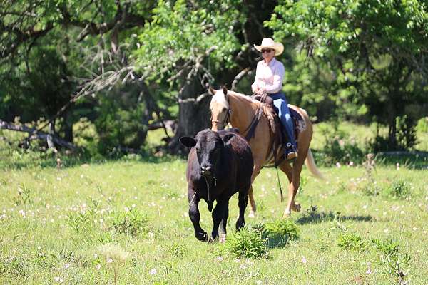 gaited-missouri-fox-trotter-horse