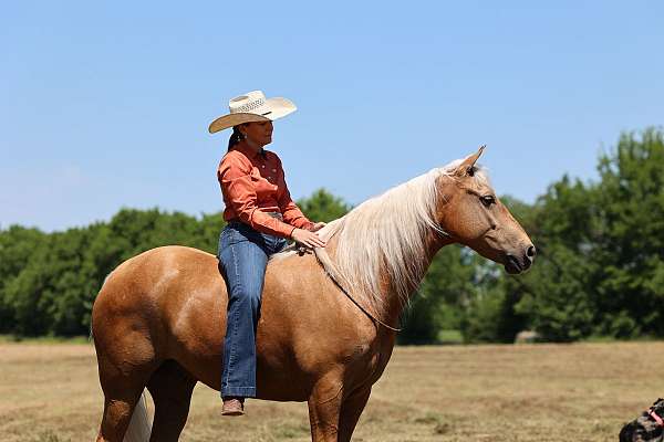 beginner-safe-missouri-fox-trotter-horse