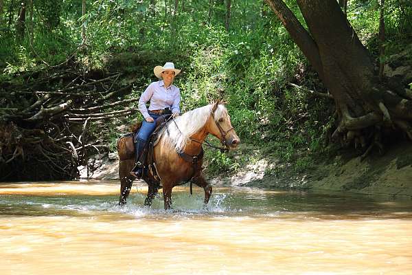 safe-missouri-fox-trotter-horse