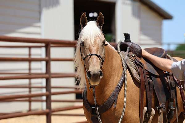 tennessee-walking-horse-missouri-fox-trotter
