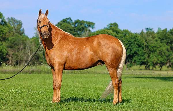 athletic-missouri-fox-trotter-horse