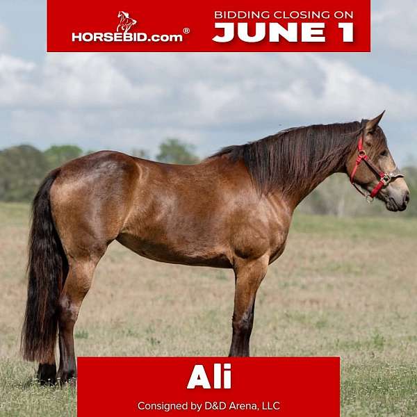 all-around-friesian-horse