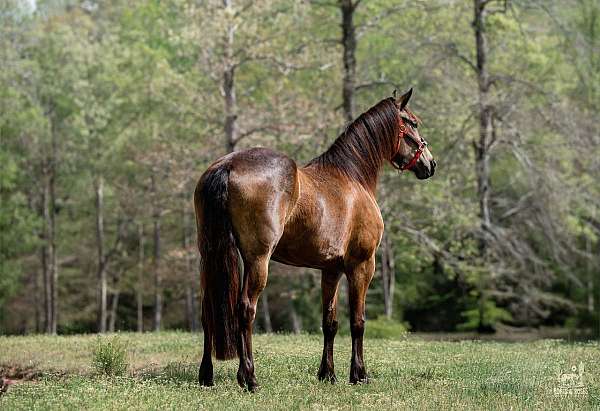 athletic-friesian-horse