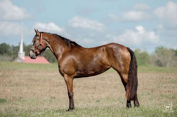 dressage-friesian-horse