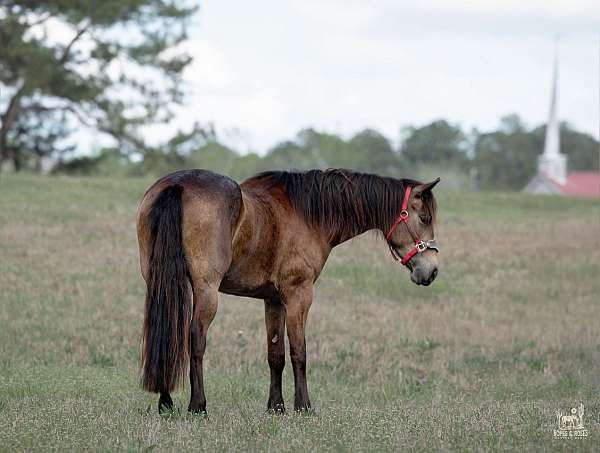 flashy-friesian-horse