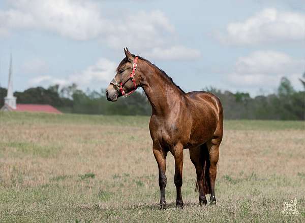 husband-safe-friesian-horse