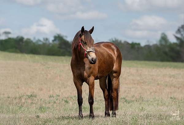 parade-friesian-horse